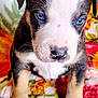 puppy, dog, blue_eyes, close_up, cute, young, pet, animal, floral_blanket, colorful, fur, whiskers, paws, indoor, portrait, small, sitting, curious, black_and_white, brown