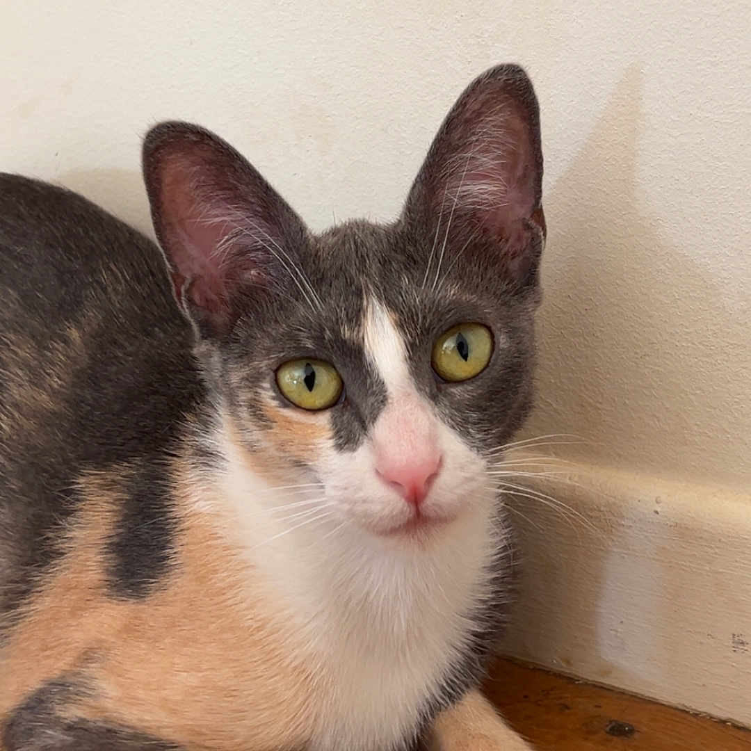 Taïka a rejoint le concours — aidez-le/la à gagner de superbes lots ! animal, calico, calm, cat, close_up, cute, domestic_animal, ears, feline, fur, indoor, looking, paws, pet, relaxed, sitting, whiskers, wooden_floor, yellow_eyes, young_cat