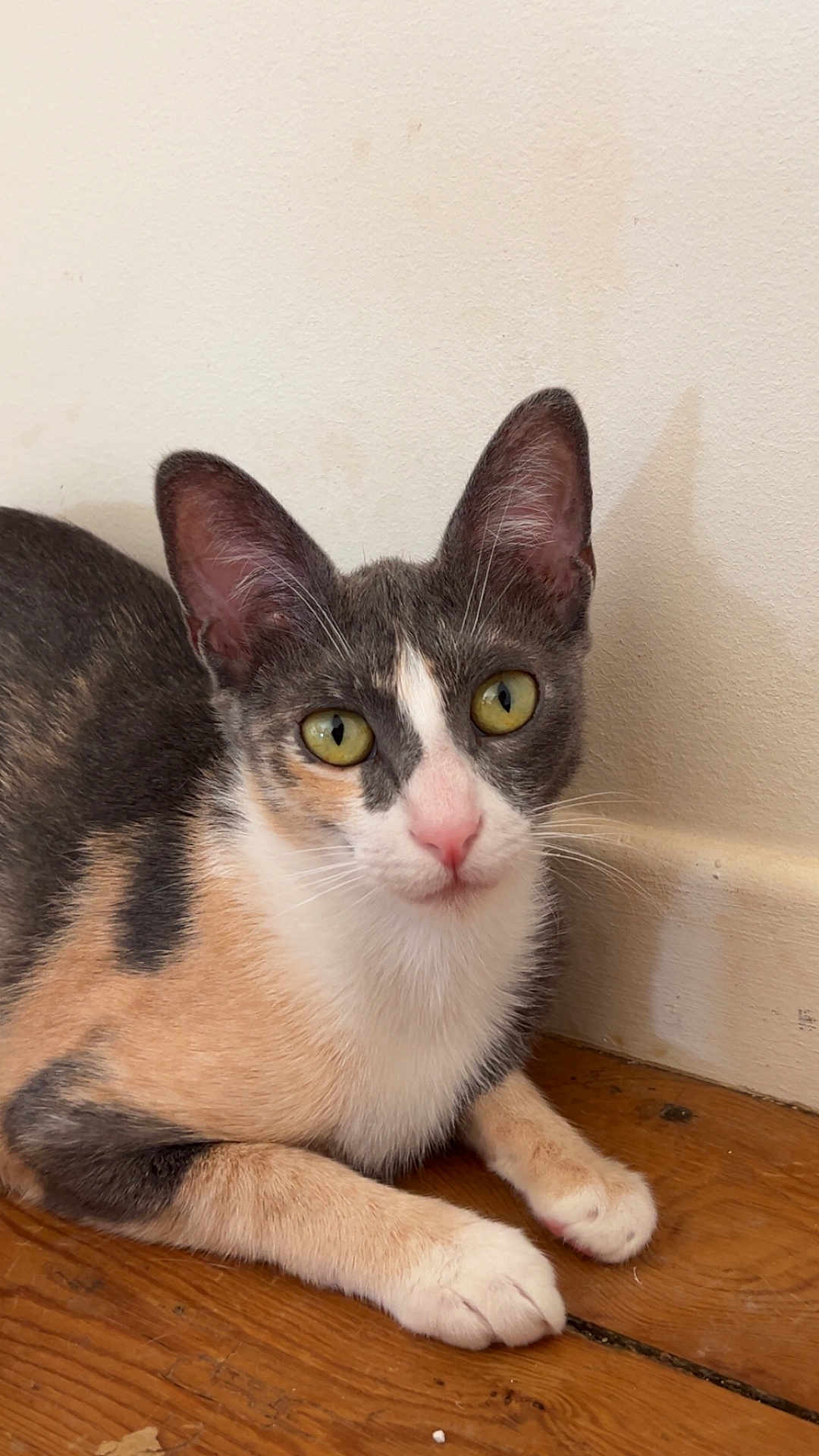 Taïka a rejoint le concours — aidez-le/la à gagner de superbes lots ! cat, calico, yellow_eyes, pet, animal, feline, indoor, wooden_floor, relaxed, cute, whiskers, ears, fur, paws, close_up, domestic_animal, looking, sitting, young_cat, calm