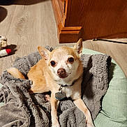 Shorty is registered to the contest to win money with this photo: dog, chihuahua, pet, indoor, blanket, cushion, wooden_floor, wooden_cabinet, small_dog, tan_and_white, collar, dog_tag, lying_down, cute, animal, fur, paw, ears, pet_bed, cozy