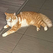 Sunni is registered to the contest to win money with this photo: cat, orange_cat, white_cat, fluffy, indoor, floor, tiled_floor, pet, animal, relaxed, resting, paw, feline, cute, domestic_cat, sleepy, laying_down, striped, whiskers, tail