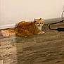 animal, cat, cord, curious, domestic_cat, ears, electrical_outlet, flooring, fur, head, indoor, looking, orange_cat, pet, resting, side_view, tail, whiskers, white_wall, wooden_floor