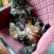 Réglisse a rejoint le concours — aidez-le/la à gagner de superbes lots ! cat, fluffy, long_hair, relaxed, pink_chair, furniture, indoor, pet, mammal, animal, fur, whiskers, ears, tail, seated, cozy, domestic, portrait, looking_at_camera, resting
