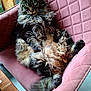 cat, fluffy, long_hair, relaxed, pink_chair, furniture, indoor, pet, mammal, animal, fur, whiskers, ears, tail, seated, cozy, domestic, portrait, looking_at_camera, resting