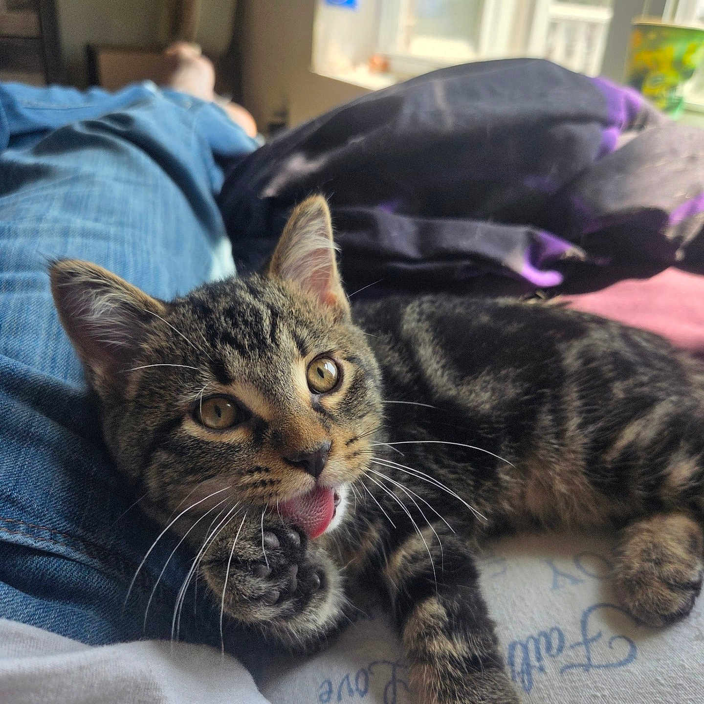 Storm joined the competition — help win amazing prizes! animal, bed, blanket, cat, cozy, cute, feline, fur, indoor, kitten, licking, natural_light, paw, person, pet, relaxing, tabby, whiskers, window, young