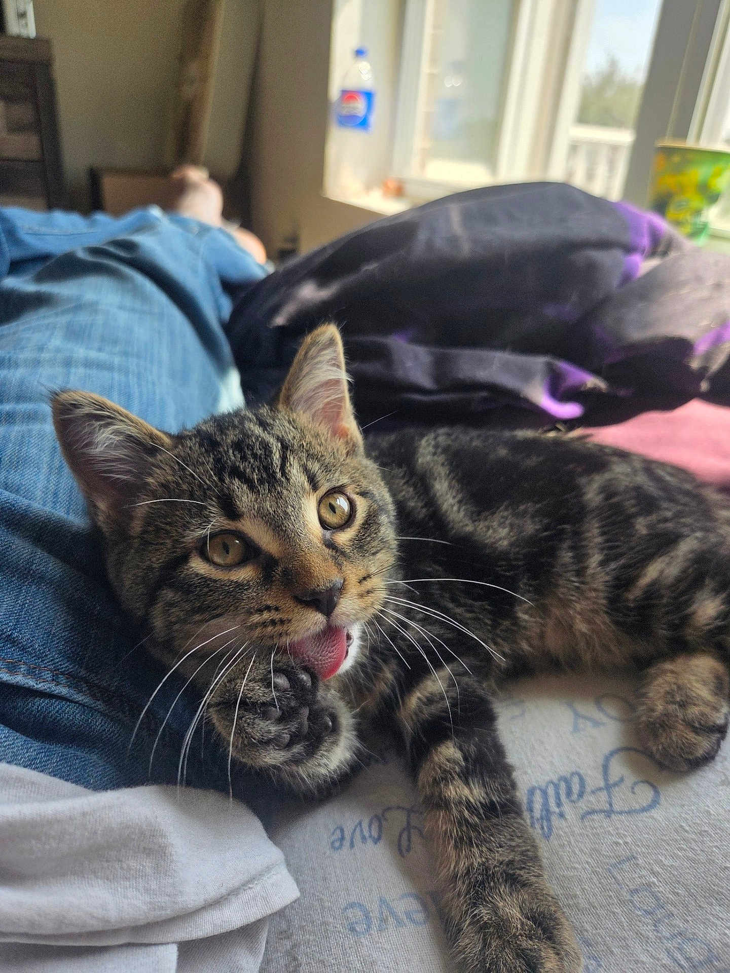 Storm joined the competition — help win amazing prizes! kitten, cat, tabby, paw, licking, whiskers, bed, blanket, person, window, natural_light, indoor, cozy, relaxing, feline, cute, pet, animal, young, fur