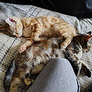 Flash joined the competition — help win amazing prizes! cat, kitten, sleeping, snuggling, blanket, cozy, paw, fur, tabby, ginger, pet, animal, resting, cute, companion, indoors, soft, relaxed, friendship, nap