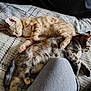 animal, blanket, cat, companion, cozy, cute, friendship, fur, ginger, indoors, kitten, nap, paw, pet, relaxed, resting, sleeping, snuggling, soft, tabby