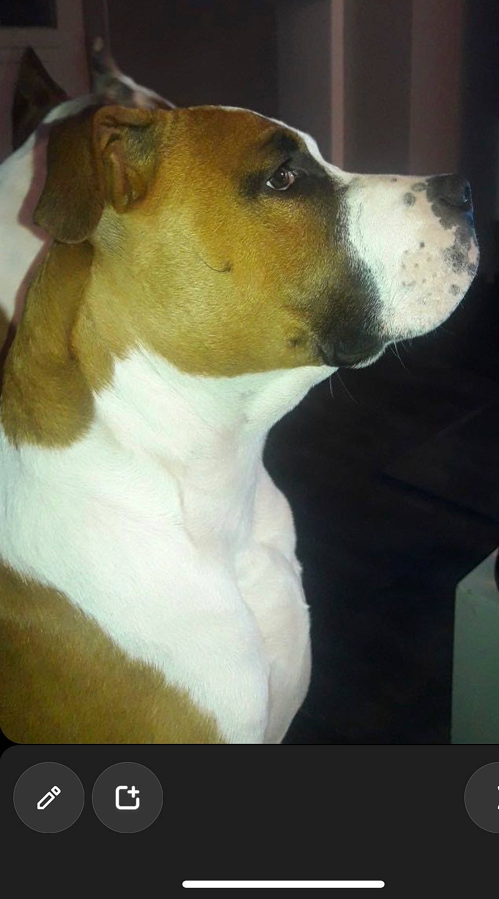 Simba participe au concours pour gagner de l'argent avec cette photo : ancient_dog_breeds, canidae, carnivore, collar, companion_dog, dog, dog_breed, fawn, rectangle, screenshot, snout, sporting_group, terrestrial_animal, whiskers, working_animal