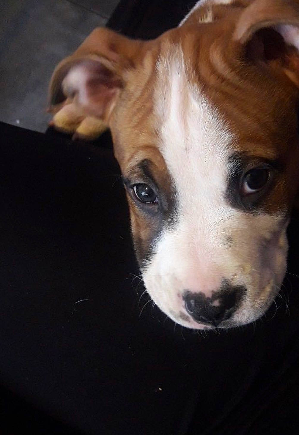 Simba participe au concours pour gagner de l'argent avec cette photo : ancient_dog_breeds, canidae, carnivore, collar, companion_dog, dog, dog_breed, dog_collar, ear, fawn, fur, head, no_expression, non_sporting_group, snout, sporting_group, terrestrial_animal, terrier, whiskers, working_animal