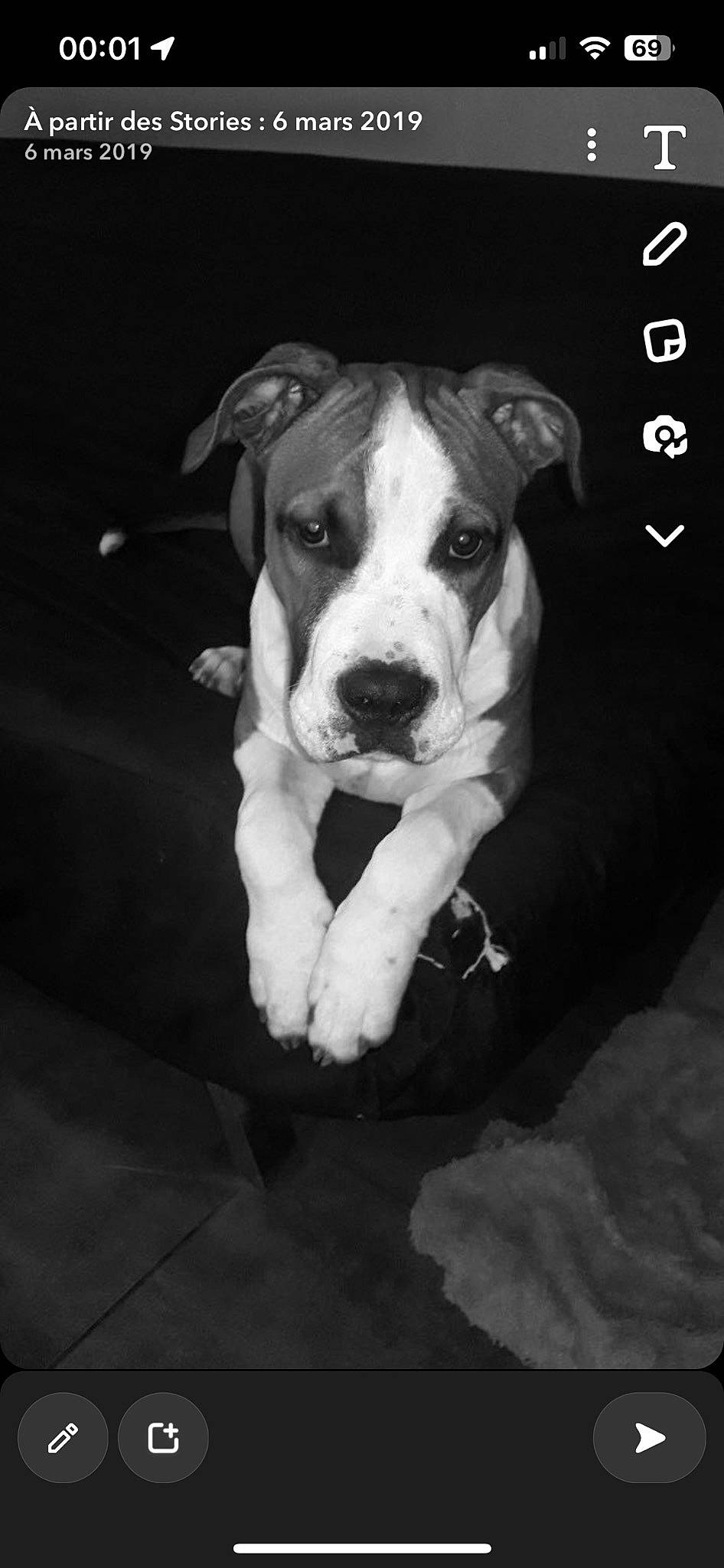 Simba participe au concours pour gagner de l'argent avec cette photo : bored, canidae, carnivore, companion_dog, darkness, dog, dog_breed, flash_photography, jaw, monochrome, monochrome_photography, non_sporting_group, snout, sporting_group, still_life_photography, style, terrestrial_animal, whiskers, working_animal, working_dog