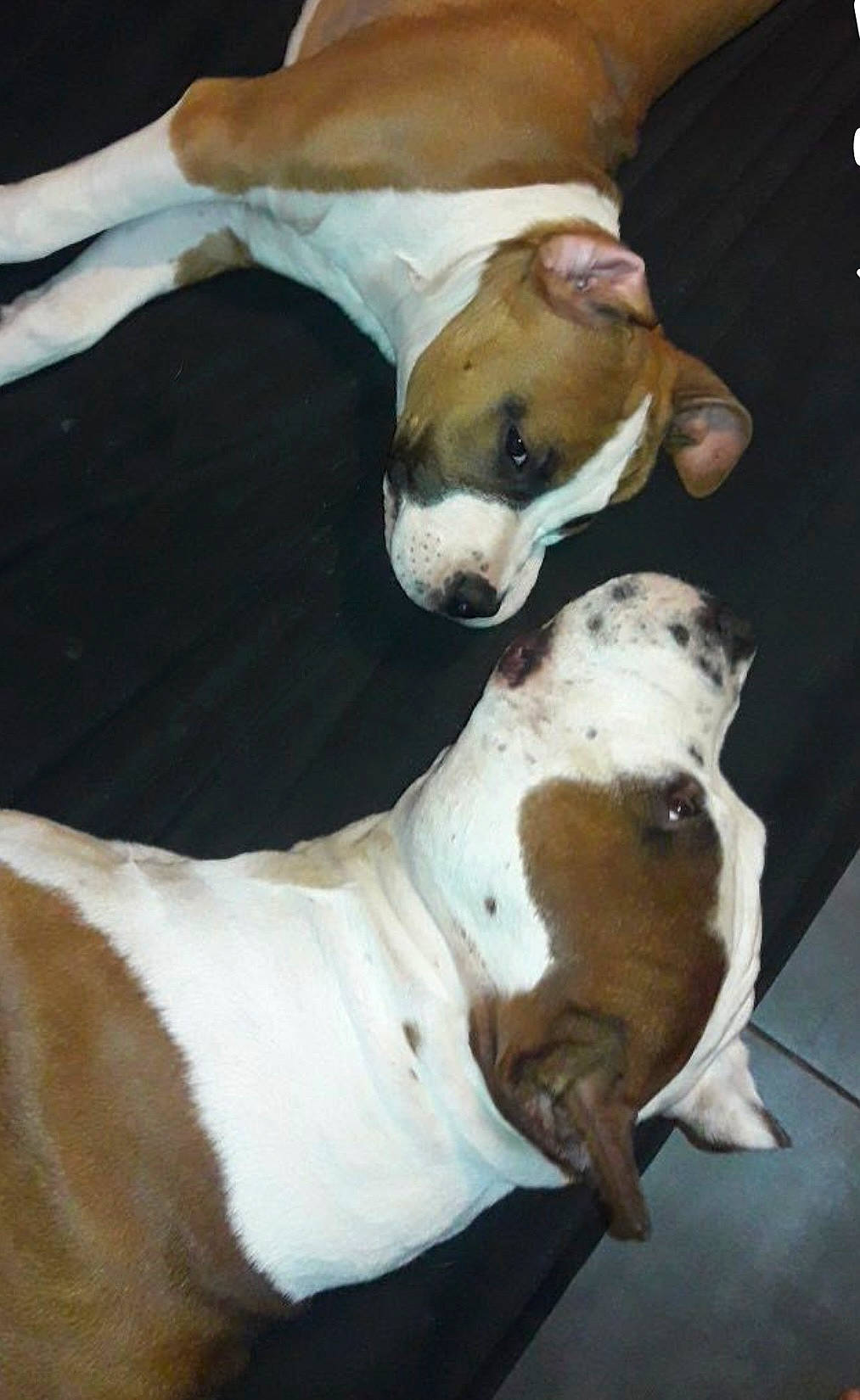 Simba participe au concours pour gagner de l'argent avec cette photo : canidae, carnivore, collar, comfort, companion_dog, dog, dog_breed, ear, fawn, non_sporting_group, snout, sporting_group, tail, terrestrial_animal, whiskers, working_animal