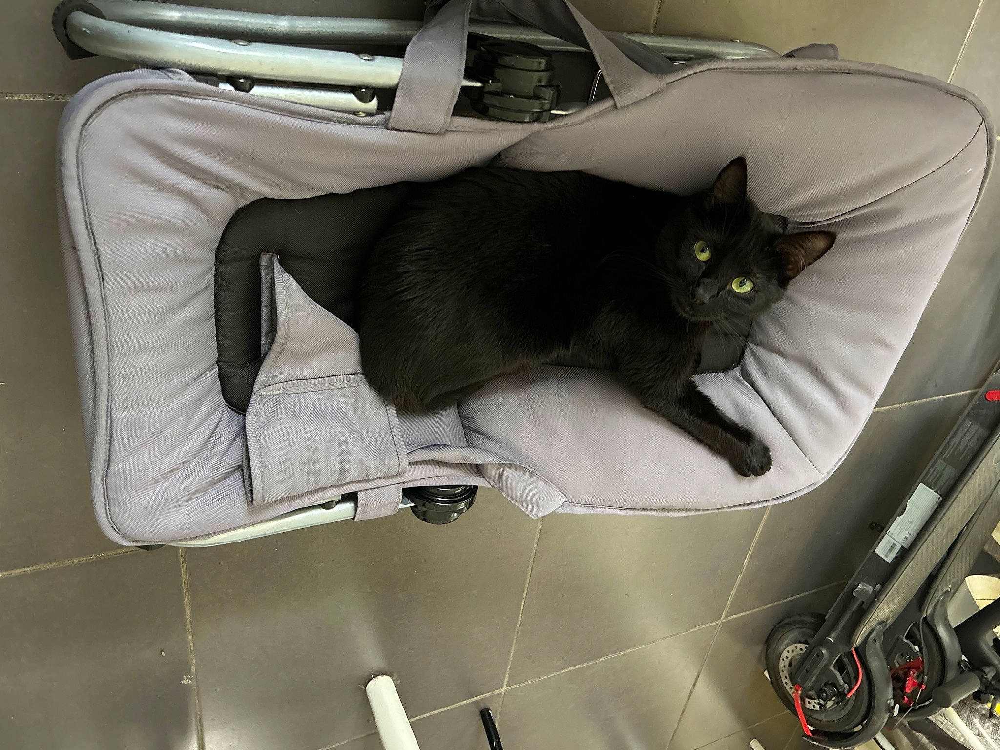 Kiara a rejoint le concours — aidez-le/la à gagner de superbes lots ! auto_part, automotive_design, automotive_exterior, bag, black_cat, bombay, carnivore, cat, comfort, couch, domestic_short_haired_cat, felidae, grey, metal, motor_vehicle, room, small_to_medium_sized_cats, tail, vehicle, whiskers