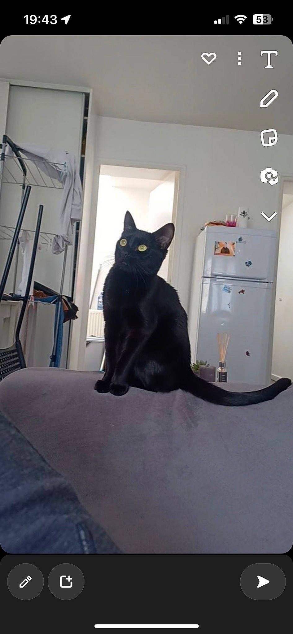 Kiara a rejoint le concours — aidez-le/la à gagner de superbes lots ! black_cat, cabinetry, carnivore, cat, domestic_short_haired_cat, door, felidae, floor, flooring, fur, grey, hardwood, house, major_appliance, room, small_to_medium_sized_cats, stairs, tail, whiskers, wood