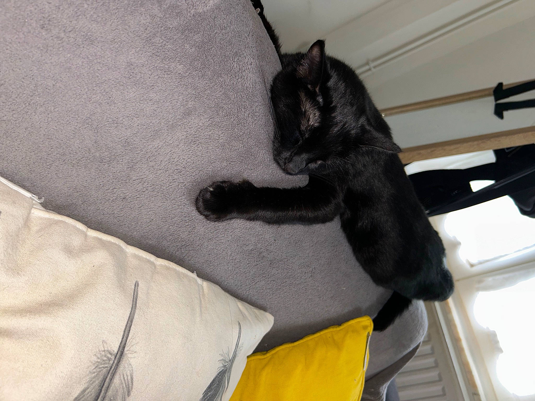 Kiara a rejoint le concours — aidez-le/la à gagner de superbes lots ! black_cat, bombay, carnivore, cat, claw, comfort, dog_breed, domestic_short_haired_cat, felidae, fur, grey, human_leg, linens, paw, room, sleeve, small_to_medium_sized_cats, tail, whiskers