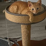 Levi joined the competition — help win amazing prizes! cat, kitten, orange_tabby, cat_perch, feather_toy, pet, indoor, relaxed, paw, curious, feline, home, floor, toy, scratching_post, carnivore, domestic_animal, animal, cute, resting