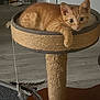 cat, kitten, orange_tabby, cat_perch, feather_toy, pet, indoor, relaxed, paw, curious, feline, home, floor, toy, scratching_post, carnivore, domestic_animal, animal, cute, resting