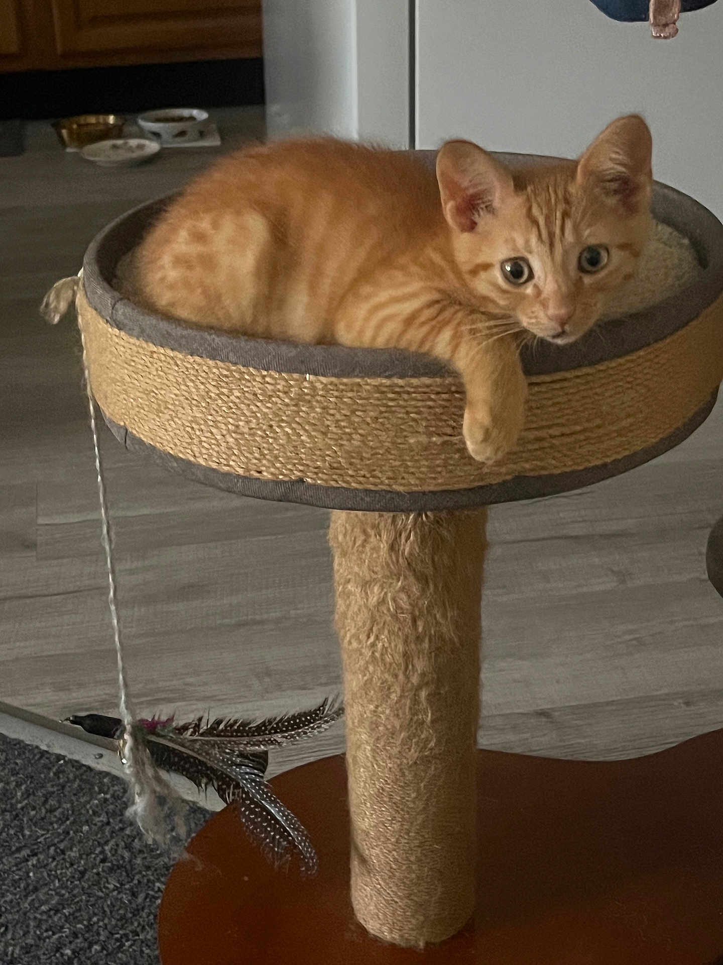 Levi
