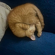 Levi joined the competition — help win amazing prizes! animal, blue, cat, cozy, curled_up, cushion, cute, fur, ginger, indoor, kitten, nap, paw, pet, relaxing, resting, sleeping, small, texture, whiskers