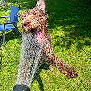 Doodle joined the competition — help win amazing prizes! dog, water, garden_hose, grass, outdoor, wet, playful, sunny, backyard, animal, pet, canine, jumping, fun, summer, chair, greenery, tongue, motion, happy