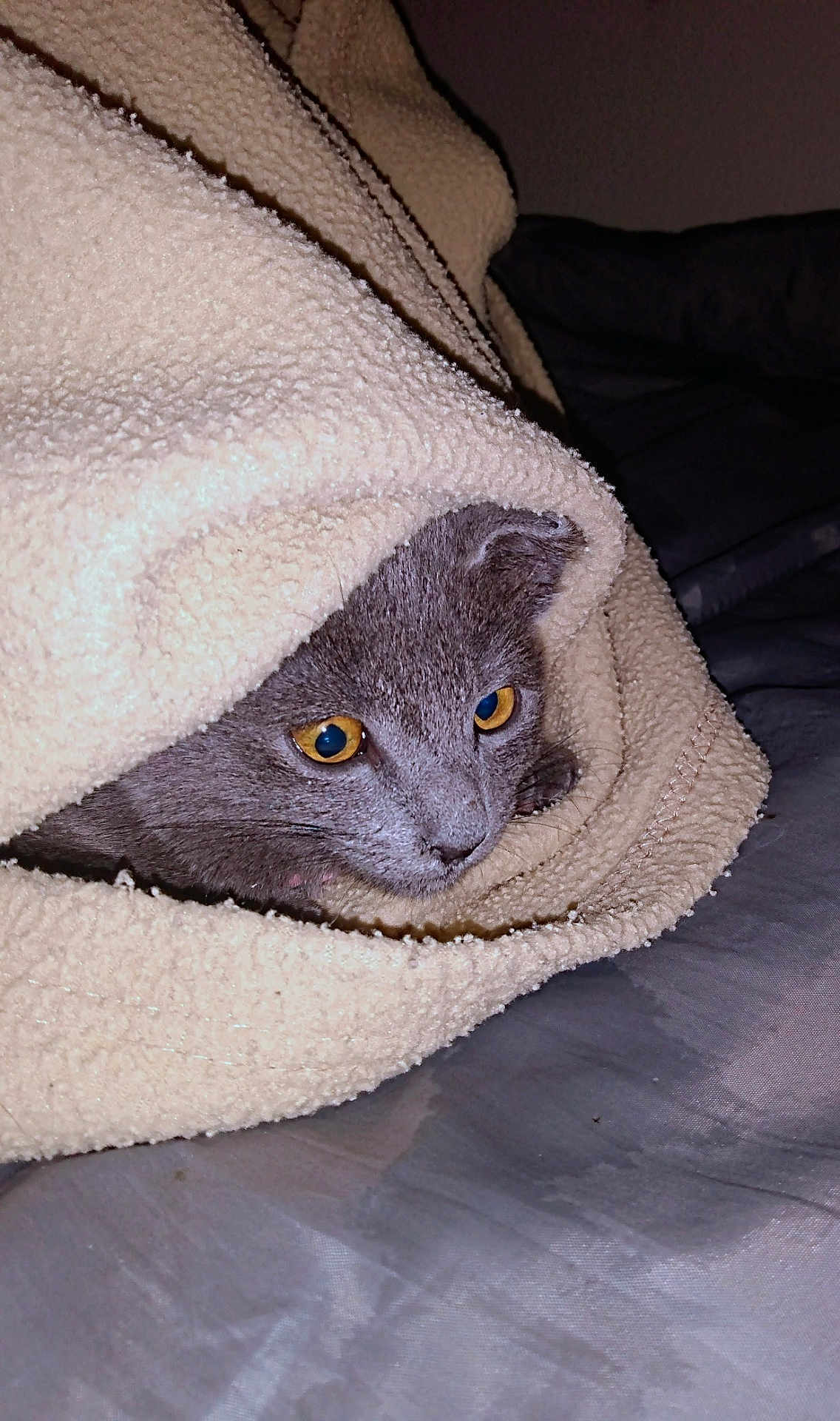 Smokey joined the competition — help win amazing prizes! animal, bed, blanket, cat, closeup, comfort, cozy, curious, cute, eyes, feline, fur, gray_cat, indoor, pet, resting, snug, soft, texture, warm