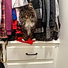 Goose joined the competition — help win amazing prizes! bag, black, brown, cat, closet, clothing, curious, dresser, fur, furniture, gray, hanging_clothes, indoor, patterned, paws, pet, purple, red, tabby_cat, white
