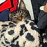 Goose joined the competition — help win amazing prizes! animal, black_clothing, blanket, cat, close_up, cozy, curious, ear, fabric, fur, hand, indoor, leopard_print, nail, pet, red_clothing, resting, tabby_cat, texture, whiskers
