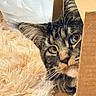 Goose is registered to the contest to win money with this photo: animal, brown, cardboard_box, cat, closeup, cozy, curious, cute, domestic, feline, fluffy_rug, fur, indoor, peeking, pet, resting, soft_texture, tabby, whiskers, yellow_eyes