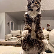 Goose joined the competition — help win amazing prizes! animal, cat, couch, cozy, curious, cute, domestic_animal, ears, fluffy, fur, furniture, hind_legs, indoor, living_room, maine_coon, mammal, pet, soft_lighting, standing, whiskers