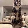 animal, cat, couch, cozy, curious, cute, domestic_animal, ears, fluffy, fur, furniture, hind_legs, indoor, living_room, maine_coon, mammal, pet, soft_lighting, standing, whiskers