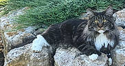 Goose joined the competition — help win amazing prizes! alert, animal, cat, foliage, fur, garden, greenery, leafy, long_hair, mammal, nature, outdoor, paws, pet, relaxing, resting, rock, sunlight, whiskers, wildlife