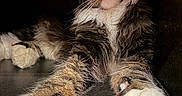 Goose is registered to the contest to win money with this photo: animal, cat, close_up, curious, cute, face, feline, fluffy, fur, indoor, long_hair, lying_down, mammal, paws, pet, portrait, relaxed, resting, tabby, whiskers