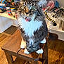 Goose joined the competition — help win amazing prizes! cat, fluffy, stool, wooden, kitchen, pantry, shelves, canned_goods, food, indoor, pet, curious, wide_eyes, open_mouth, fur, whiskers, tabby, white_paws, expression, feline