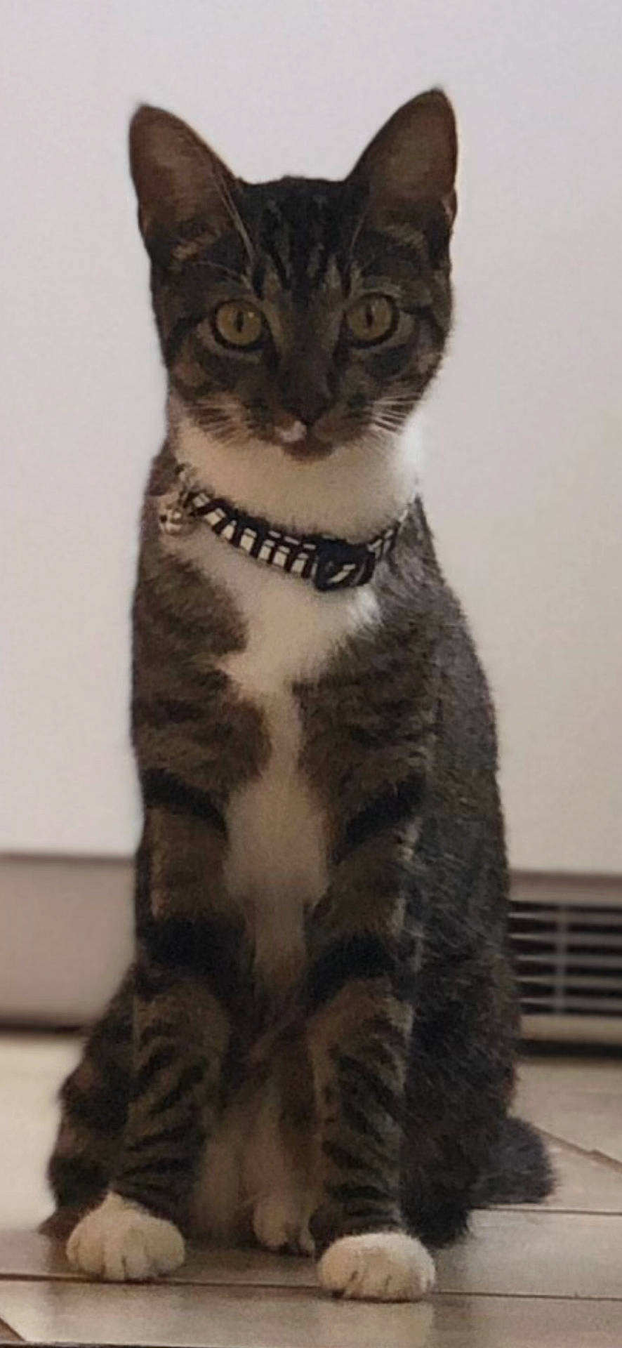 Prettygirl is registered to the contest to win money with this photo: abyssinian, accessories, angora, animal, cat, collar, egyptiancat, formalwear, jewelry, kitten, leash, manx, necklace, pet, strap, tie