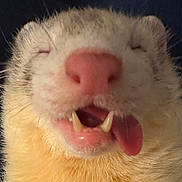Noodle joined the competition — help win amazing prizes! ferret, close_up, sleepy, tongue_out, fangs, pink_nose, whiskers, fur, pet, animal, mammal, cute, face, mouth, nose, small_animal, domestic, cozy, relaxed, portrait