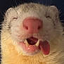 ferret, close_up, sleepy, tongue_out, fangs, pink_nose, whiskers, fur, pet, animal, mammal, cute, face, mouth, nose, small_animal, domestic, cozy, relaxed, portrait
