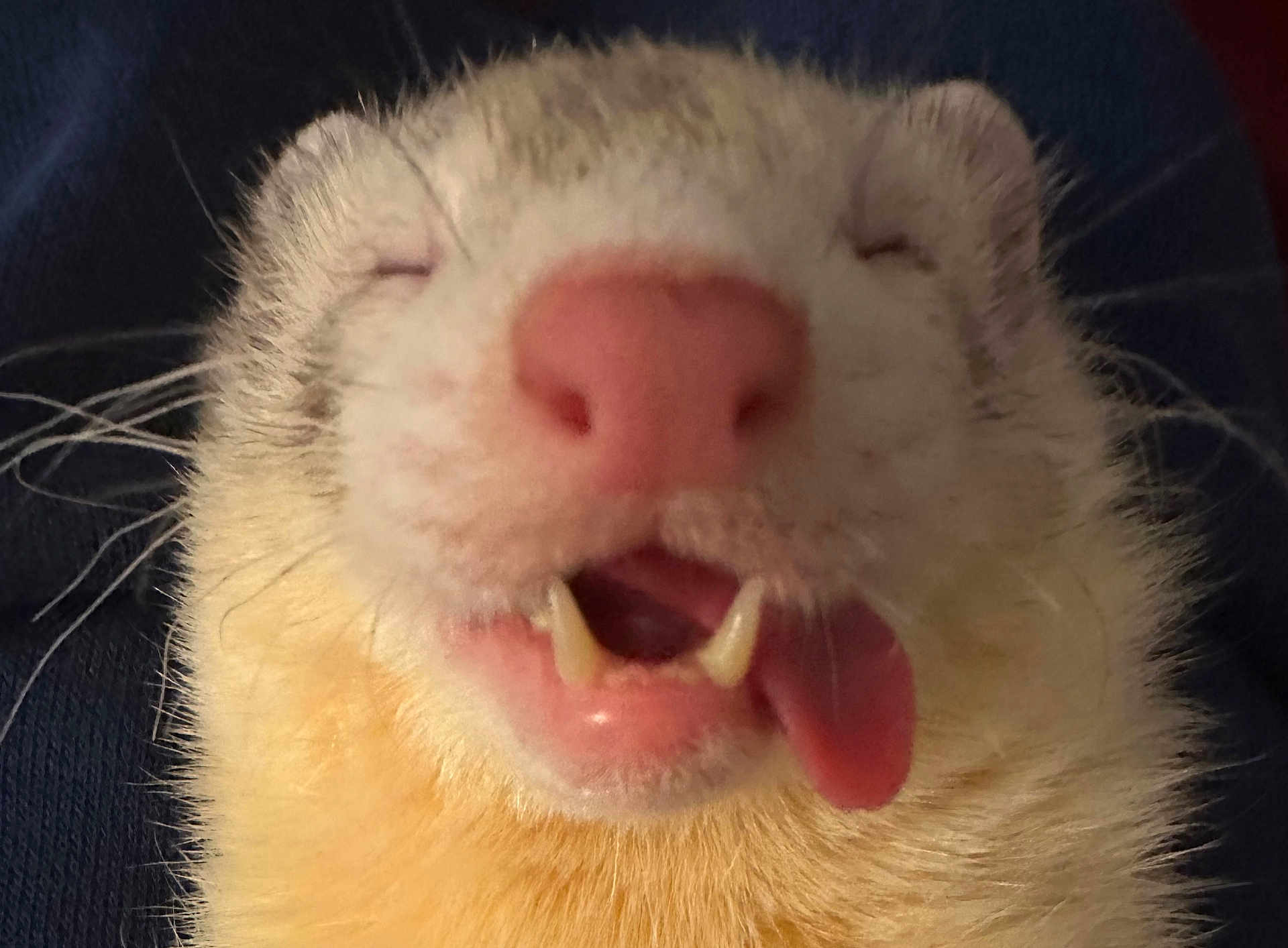Noodle