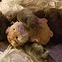 cat, plush_toy, blanket, sleeping, cozy, furry, pet, indoor, resting, cute, animal, soft, comfort, relaxation, fur, claws, whiskers, domestic_cat, nap, cuddling