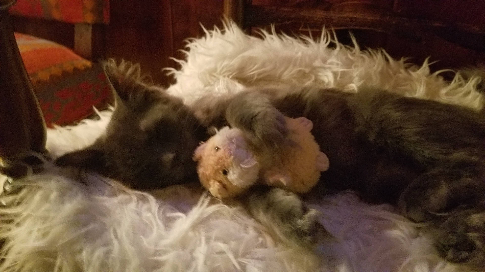 Freya joined the competition — help win amazing prizes! animal, cat, claw, cozy, cuddle, cute, domestic_animal, fluffy_rug, fur, home, indoor, mammal, pet, relaxing, resting, sleeping, soft_light, teddy_bear, whiskers, wooden_furniture