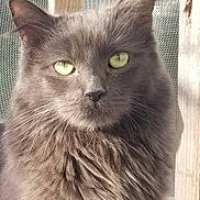 Freya is registered to the contest to win money with this photo: cat, gray_cat, fluffy_fur, green_eyes, close_up, portrait, animal, pet, whiskers, face, ear, outdoor, wooden_frame, screen, feline, fur_texture, looking_at_camera, daylight, natural_light, domestic_cat