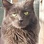 cat, gray_cat, fluffy_fur, green_eyes, close_up, portrait, animal, pet, whiskers, face, ear, outdoor, wooden_frame, screen, feline, fur_texture, looking_at_camera, daylight, natural_light, domestic_cat