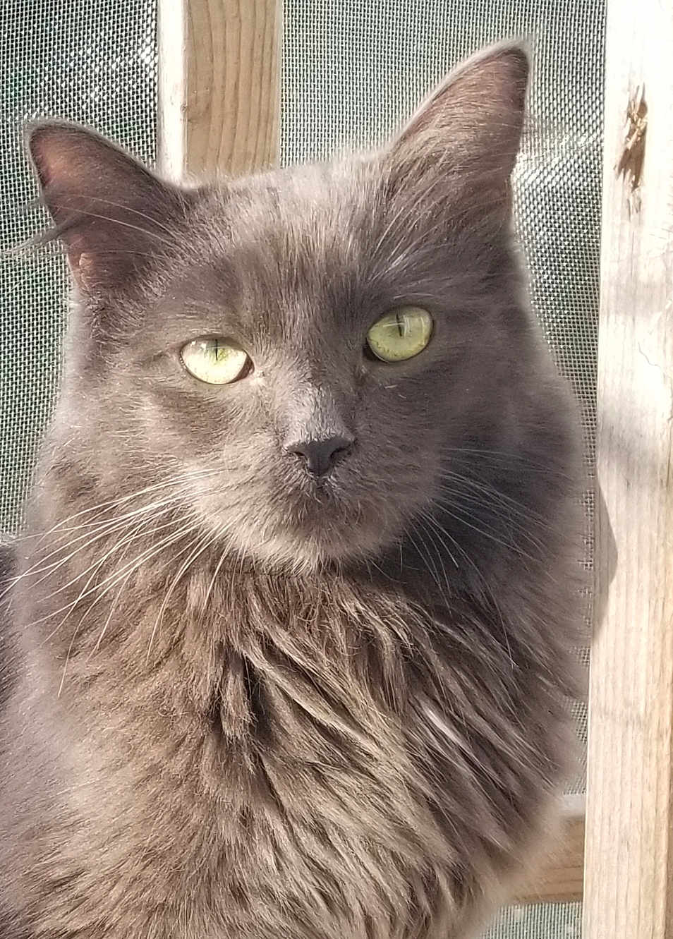 Freya