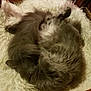 cat, cats, fluffy, gray, sleeping, curled_up, furry, pet, animal, cozy, bed, soft, indoor, resting, cute, companion, feline, warm, relaxed, furniture