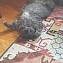 animal, carpet, cat, cords, cozy, cute, domestic_cat, feline, fluffy, furniture_legs, gray_cat, home, indoor, lying_down, patterned_rug, pet, relaxed, resting, sleeping_cat, wooden_floor