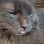cat, gray_cat, fluffy, close_up, tongue_out, sleepy, whiskers, feline, pet, animal, indoor, cute, face, fur, relaxed, basket, domestic_cat, mammal, portrait, soft