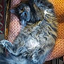 cat, fluffy, gray, upside_down, cushion, patterned, indoor, relaxed, pet, feline, fur, paws, cozy, wooden_chair, home, resting, cute, sleepy, animal, comfort