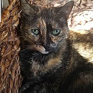 Olive is registered to the contest to win money with this photo: animal, basket, cat, closeup, cute, domestic_animal, ears, feline, fur, green_eyes, indoor, pet, portrait, resting, shadow, sunlight, texture, tortoiseshell, whiskers, woven