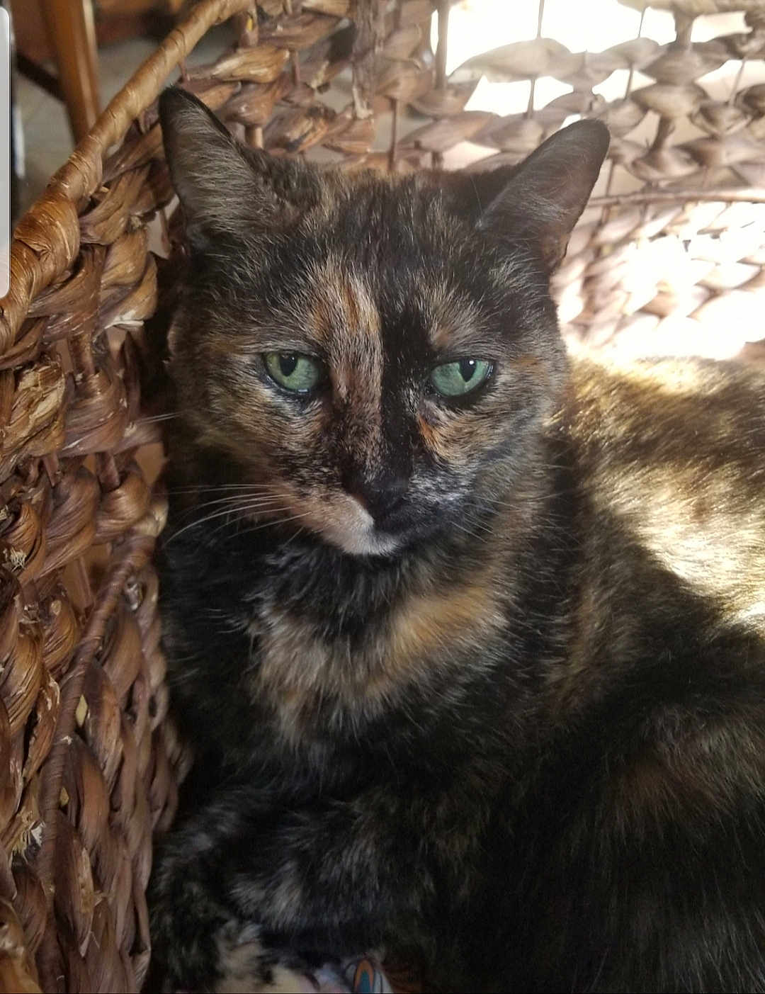 Olive