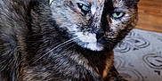 Olive is registered to the contest to win money with this photo: animal, cat, closeup, cute, domestic, feline, funny, fur, green_eyes, household, indoor, laying, paper_crown, pet, portrait, relaxed, rug, tortoiseshell, whiskers, wooden_floor