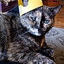 Olive is registered to the contest to win money with this photo: cat, tortoiseshell, paper_crown, indoor, pet, feline, animal, fur, closeup, relaxed, laying, green_eyes, whiskers, wooden_floor, rug, household, domestic, cute, portrait, funny